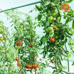 Foto Folientunnel Pflanzen 2