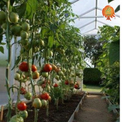 Gewächshaus Polycarbonat PVC Satteldach 2,1x2,7