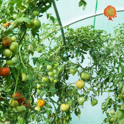 Gewächshaus Folie Stahl Runddach 2x4,5