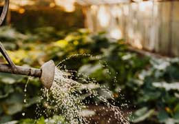 Verwendung von Regenwasser im Garten