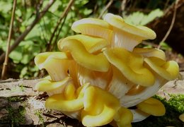 Pilze im Gewächshaus anbauen: Austernpilze im Herbst ernten